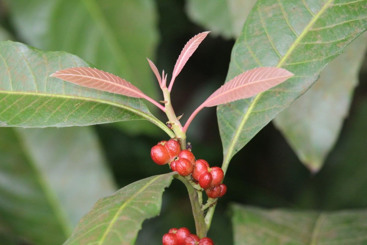 Agrostistachys indica Dalzell